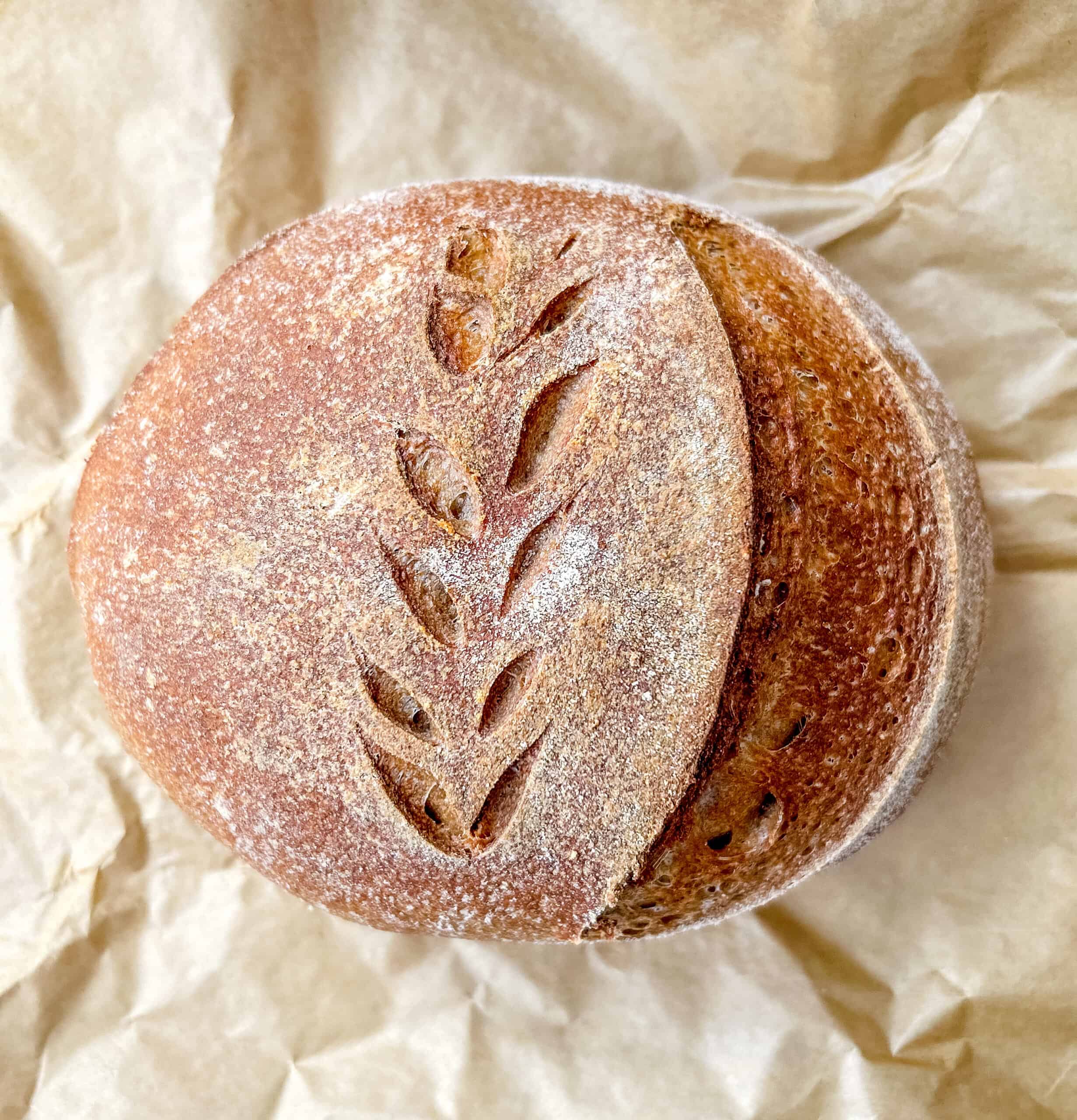 Sourdough bread baked and resting on the parchment paper